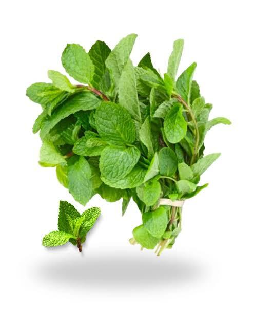 Mint (Pudina) 1Pc