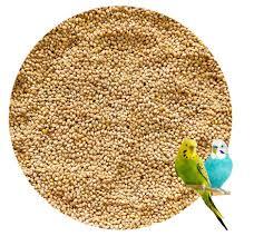 Food for Bird
