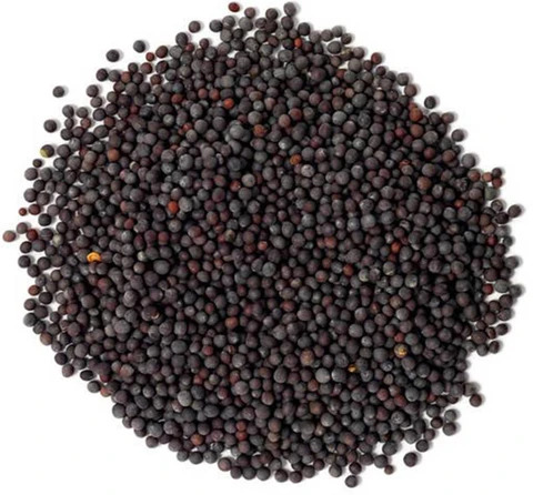 Kali Sarso 250 GM