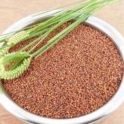 Ragi, 100 gm