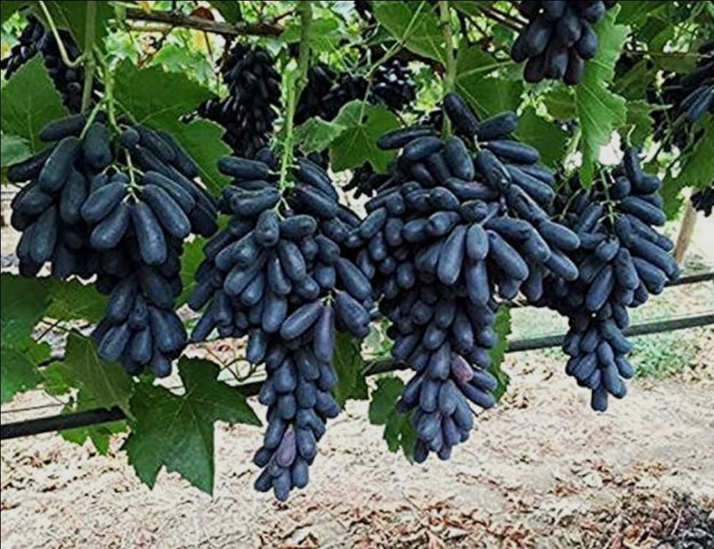 Grapes Black Indian