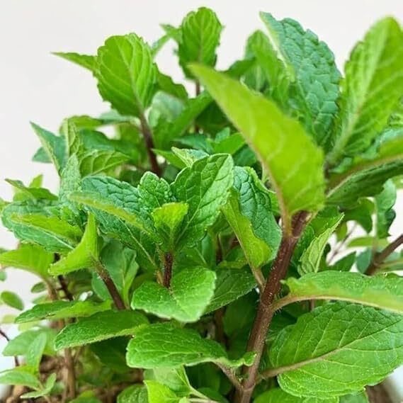 Pudina (Mint)
