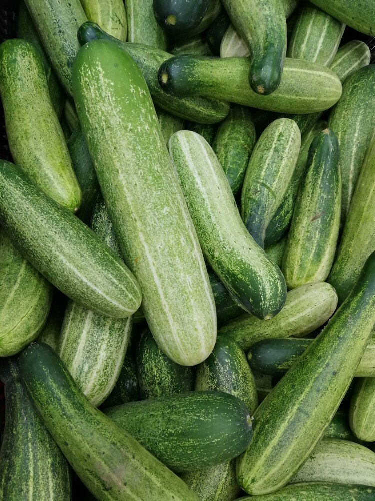 Desi Cucumber