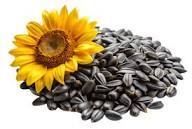 Qkart Premium Sunflower Seed 500gm