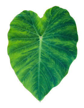 Taro leaves (Arbi Patta) 1Roll